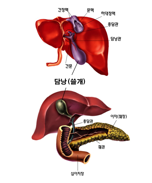쓸개/이자(췌장)/간이 하는 일 : 네이버 블로그