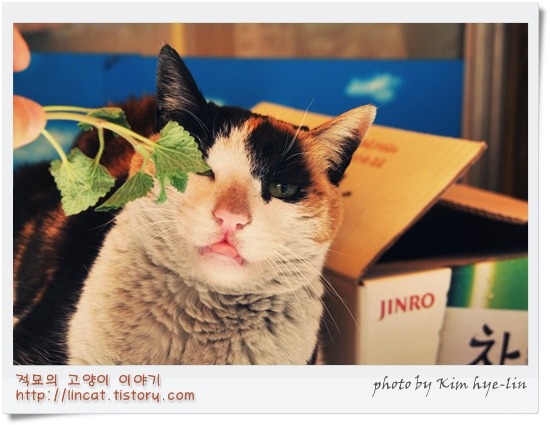 구리수퍼 이미지