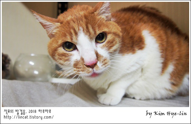 담초 이미지