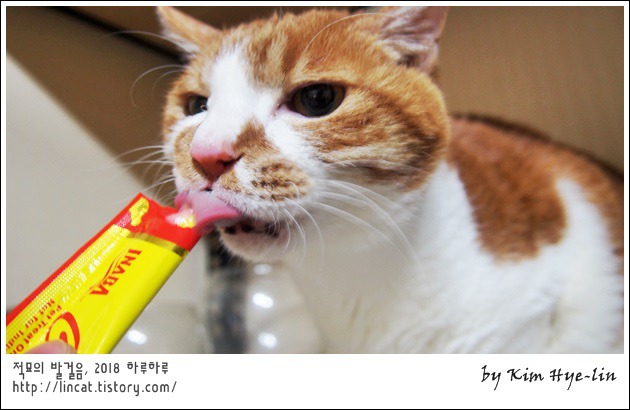 담초 이미지