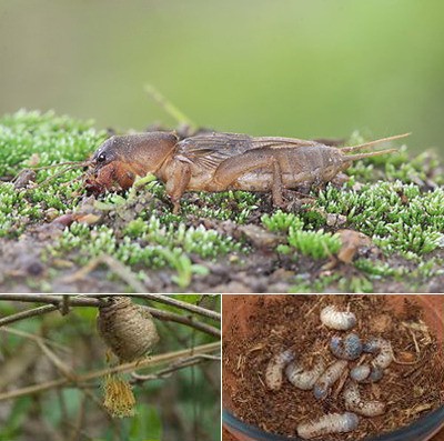 지리산 굼벵이 이미지