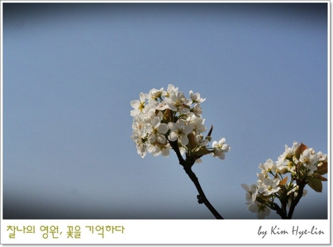 봄이화 이미지