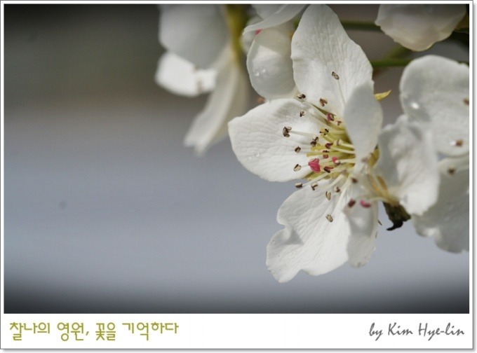 봄이화 이미지