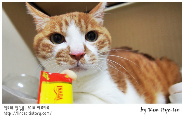 담초 이미지