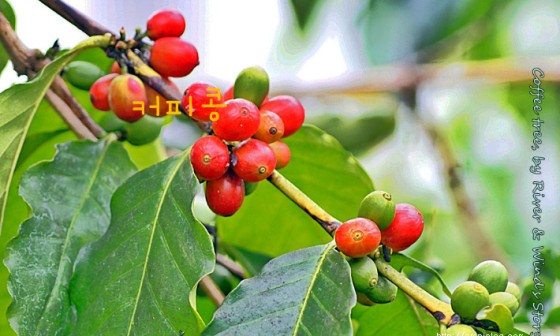 CoffeeTree 이미지