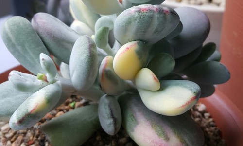 동심다육 이미지