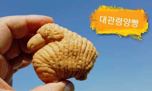 대관령양빵양빵양빵 이미지
