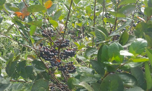 신바람과일 이미지