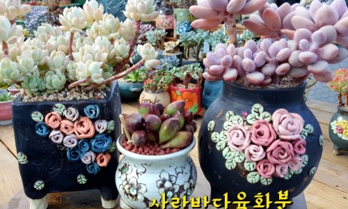 전원다육 이미지