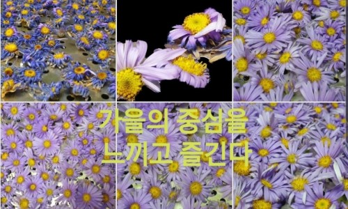 꽃나래허브 이미지