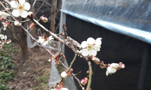 예산샘골농원 이미지