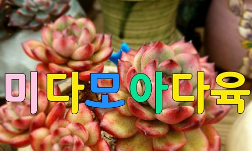 미다모아 이미지