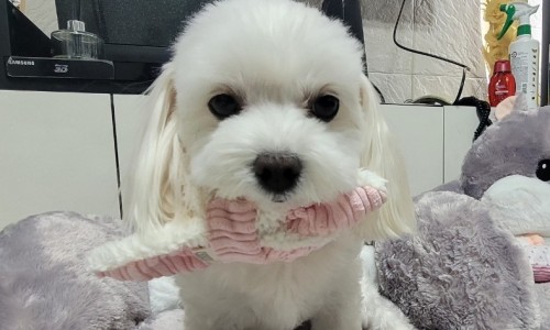 꽃님헤어 이미지