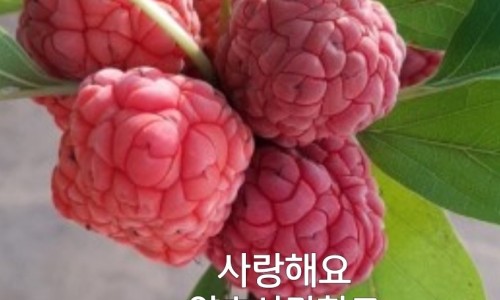 백세약초 이미지