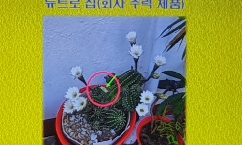 뉴트로월드 이미지