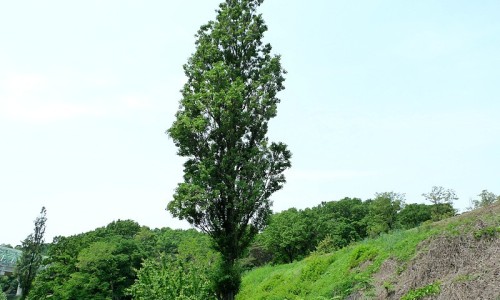 포플러(poplar) 이미지