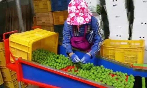 나주목사골배 이미지