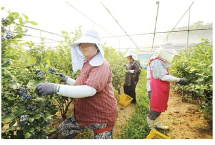 (주)블루베리코리아 이미지
