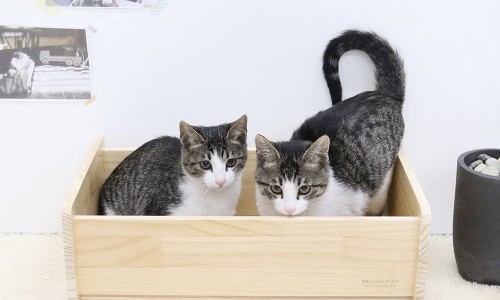 뒹굴뒹굴고양이 이미지