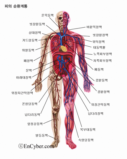 인간의 혈관계