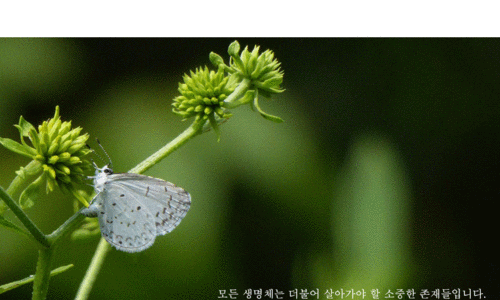 자연과숲생태연구소 이미지