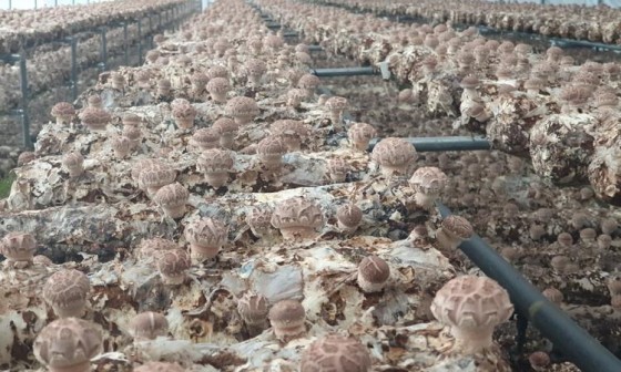 아산약선마을 영농조합법인 이미지