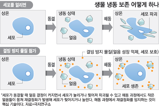 21세기냉동 이미지