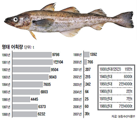 명태새끼 이미지