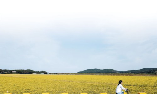형제자전거 이미지