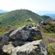 풀꽃이야기 이미지