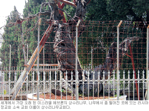 마므레상수리나무 이미지