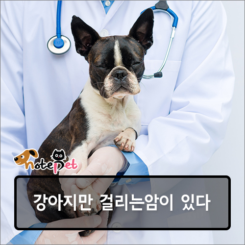 꽃미소 이미지