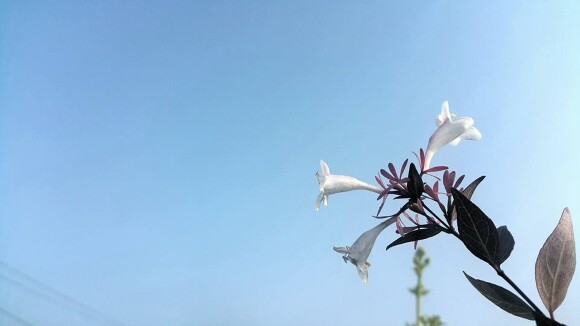 푸른꿈 이미지