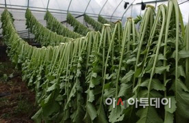 해안시래기 이미지