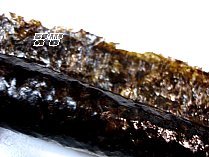 오색김밥 이미지