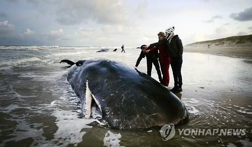 배고픈고래 이미지