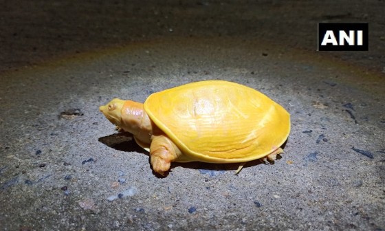 노랑통신 이미지