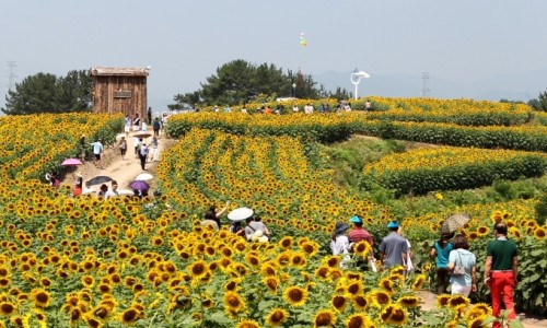 (주)해바라기 이미지