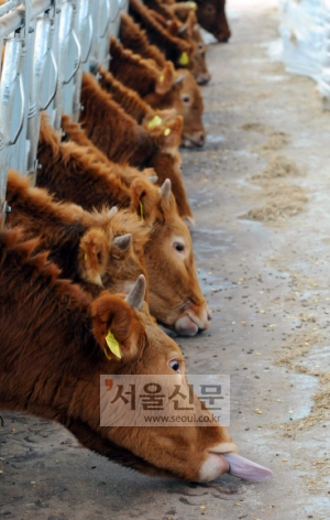 한우랑돼지랑 이미지