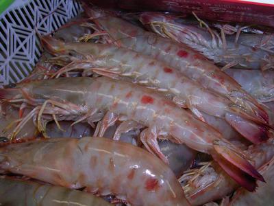 집수리남 이미지