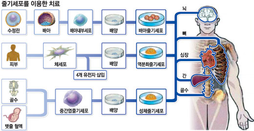 엔케이바이오 이미지