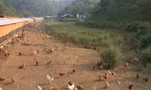오경(젤란) 이미지