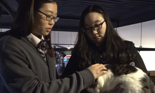 핫독 이미지