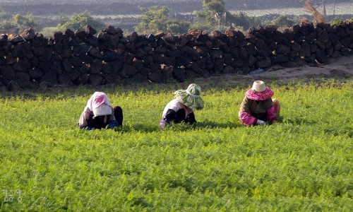 제주돌담 이미지