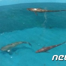 명태새끼 이미지