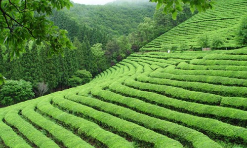 보성산업 이미지