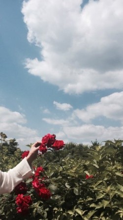 꽃라일린 이미지
