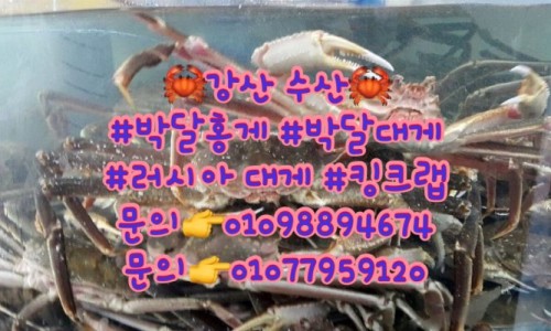 대게1번지 이미지