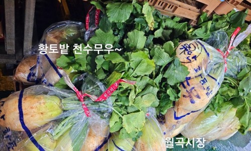 신선청과야채 이미지