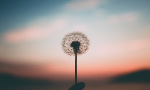 미스터브로우 이미지